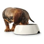 Voerbak voor honden Hunter Melamine Roestvrij staal Wit 350 ml (18,5 x 18,5 x 9,5 cm)